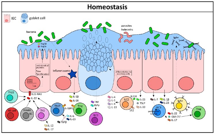 Fig.1 Immune-epithelial interactions as regulators of intestinal homeostasis.